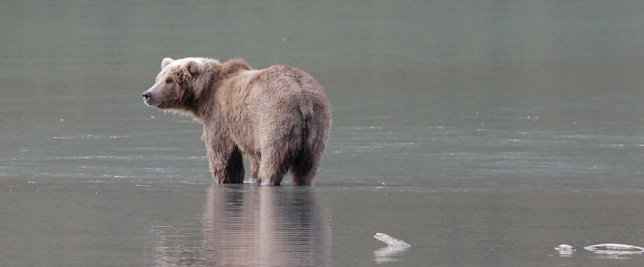 Brown bear standing in shallow water.