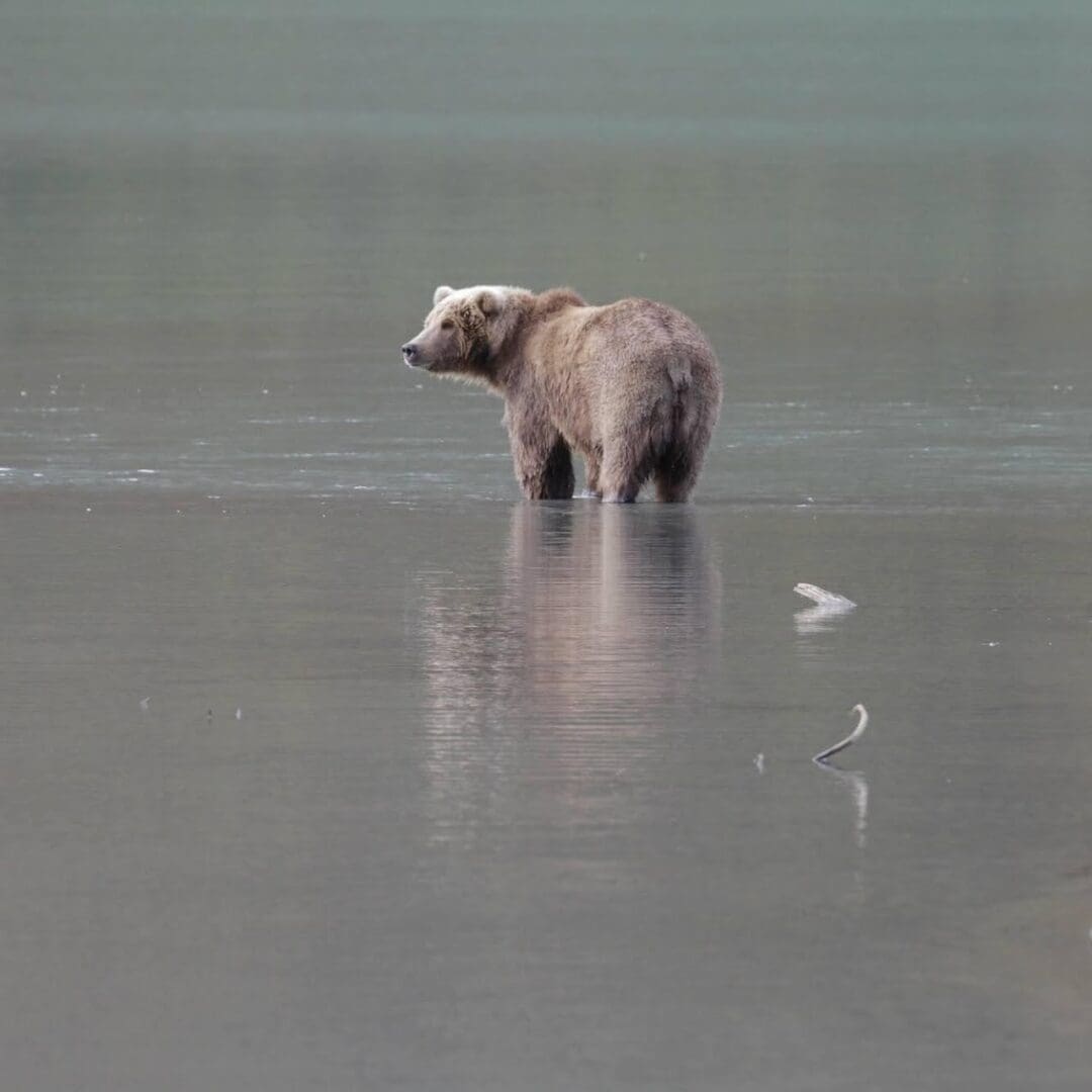 Bear standing in a calm river.