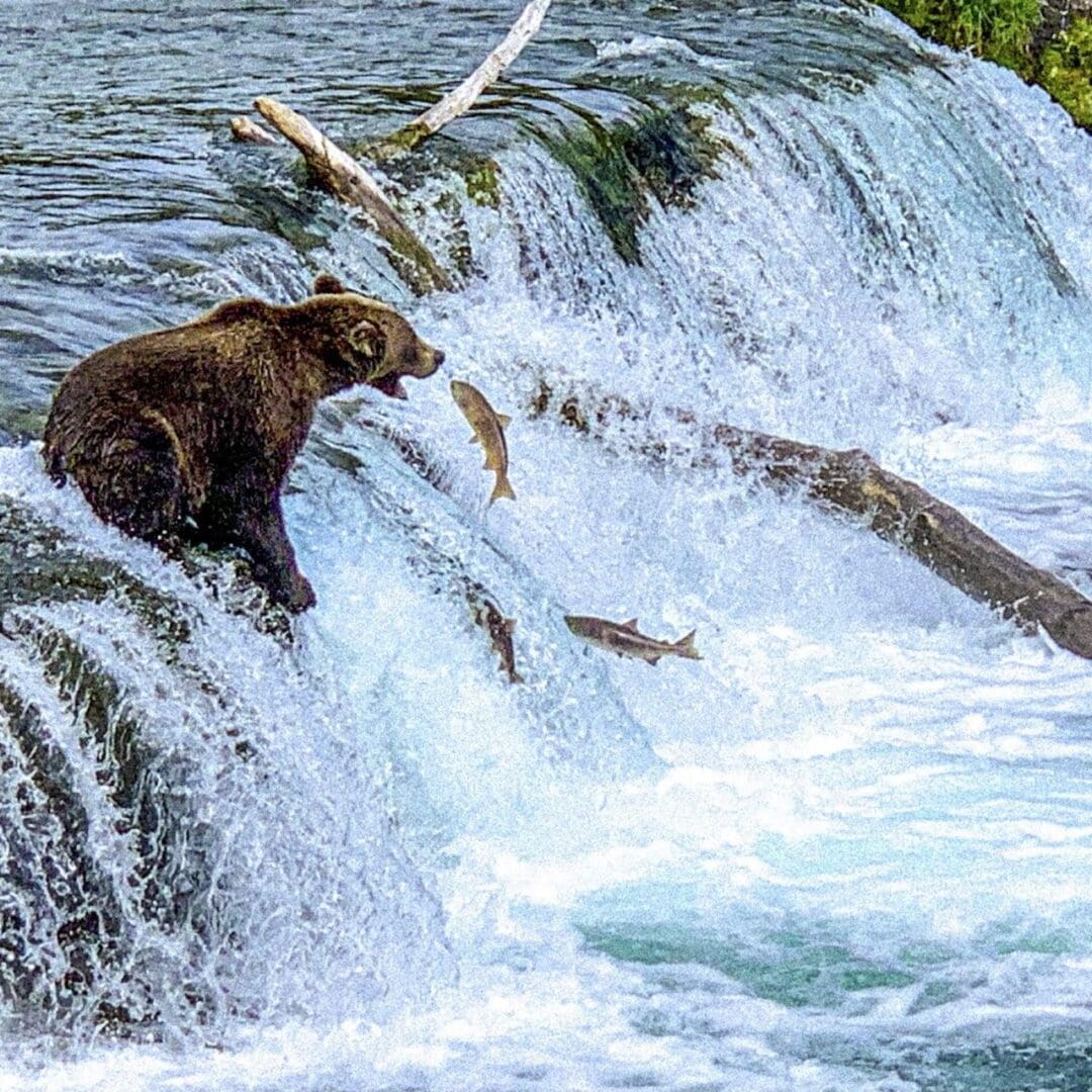 Bear catching fish at waterfall.