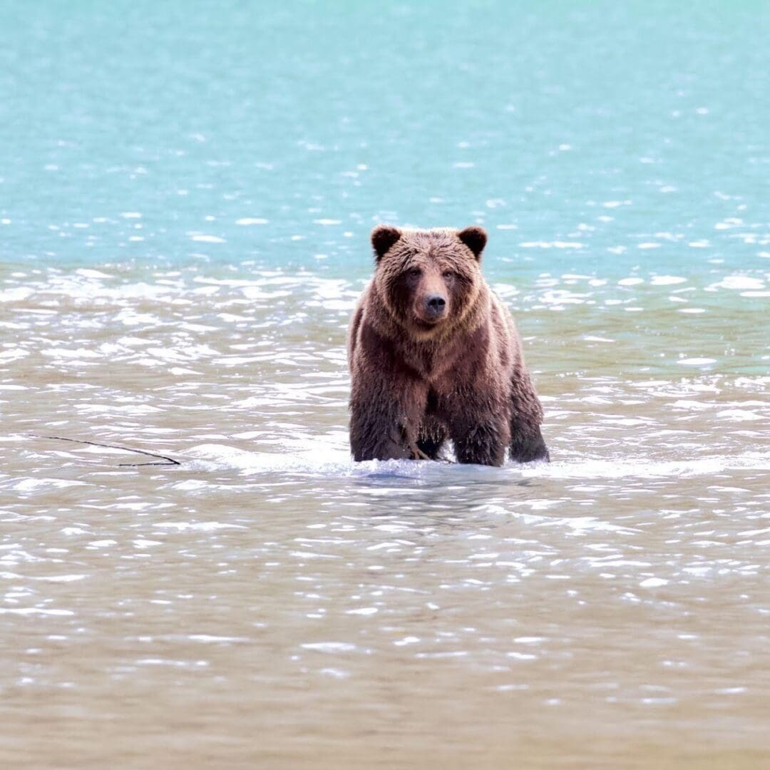 Bear standing in shallow turquoise water.