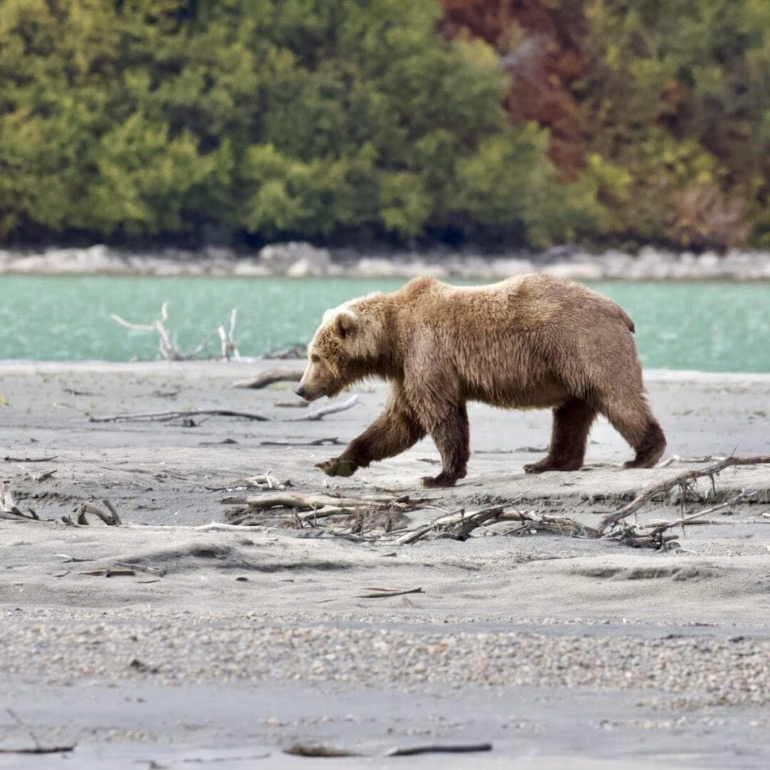 Brown bear walking on a rocky shore.