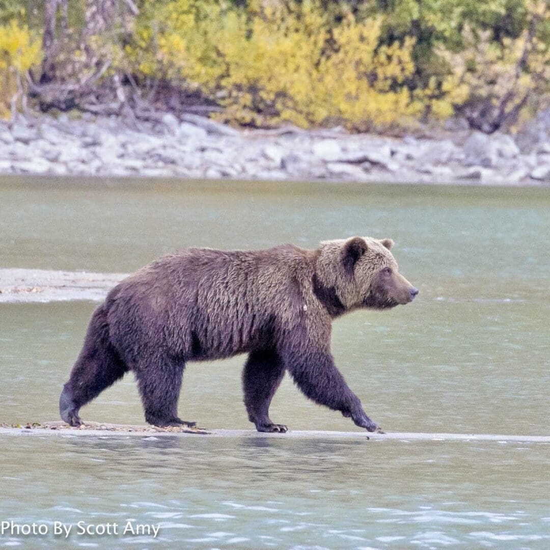 Bear walking along a riverbank.