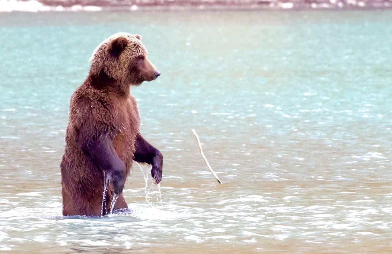 Standing bear in water, looking around.