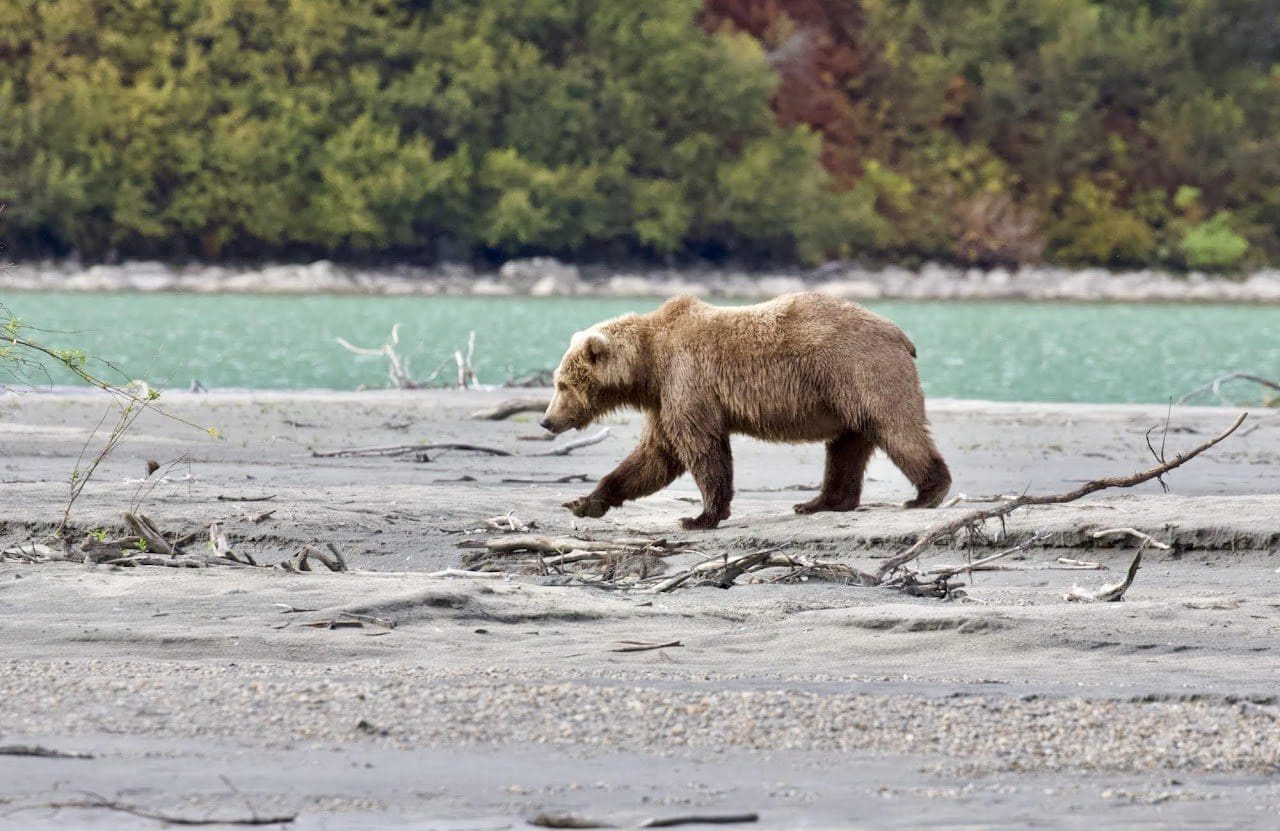 Bear walking near a river with trees.