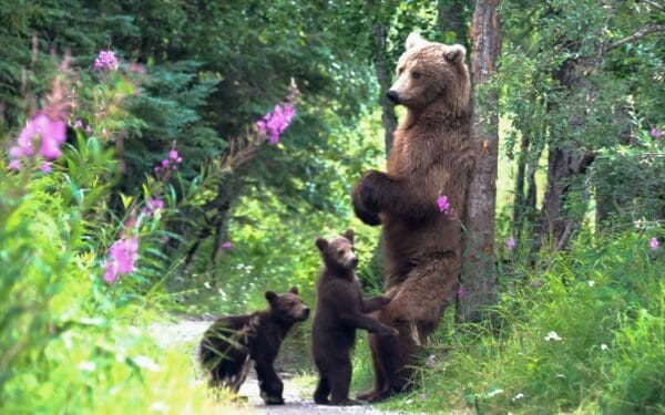 Bears standing and playing in a forest.