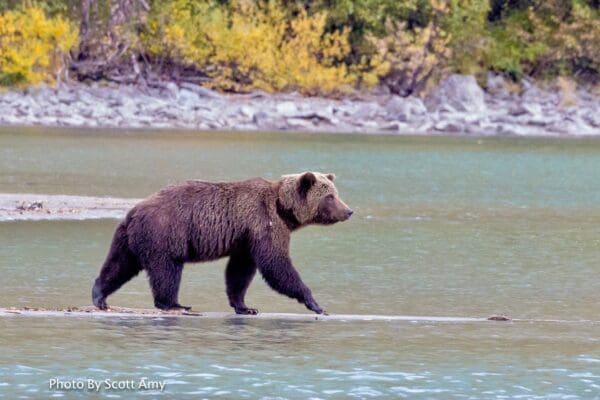 Bear walking along riverbank in natural habitat.