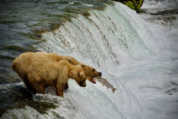 Bears catching fish at a waterfall.