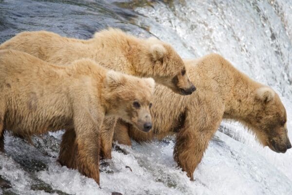 Three bears standing by a waterfall.