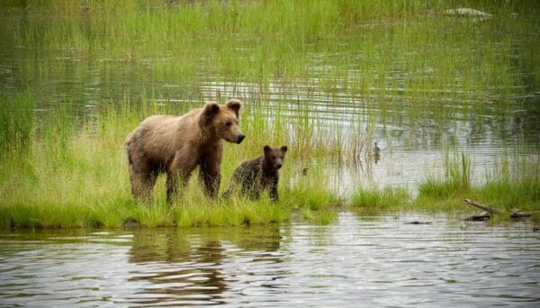 Bear and cub standing near a lake.