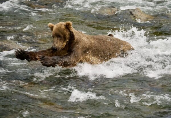 Bear fishing in a fast-flowing river.