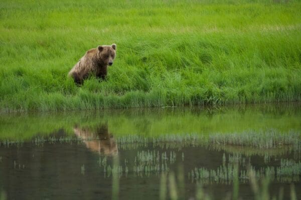 Bear near grassy pond.