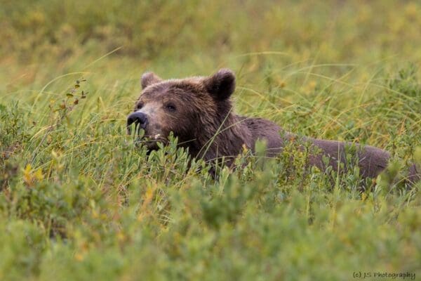 Bear peeking through tall, green grass.