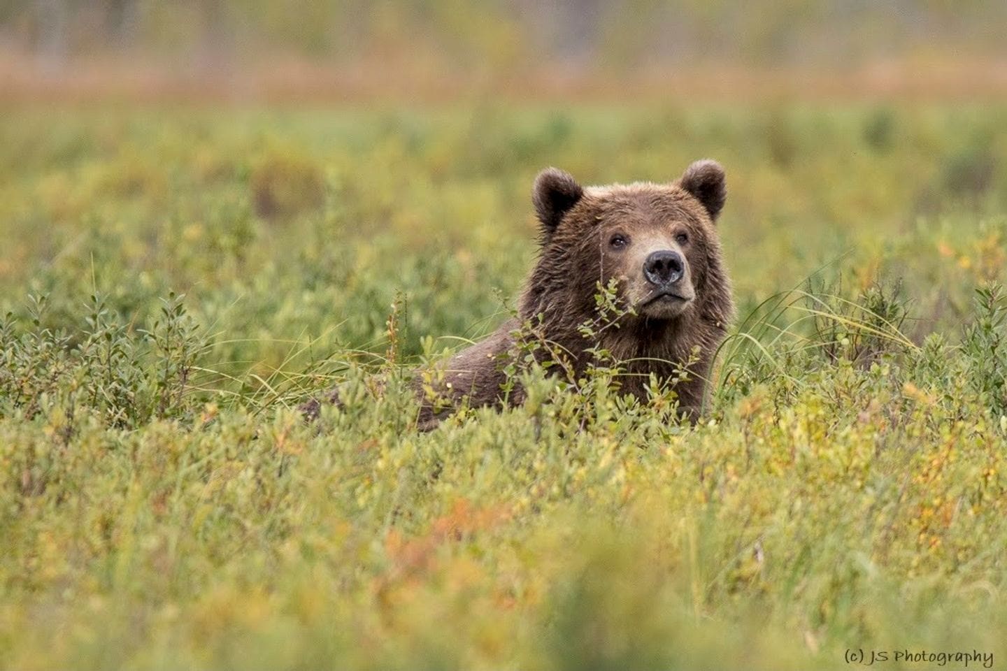Bear peeking through tall grass field.