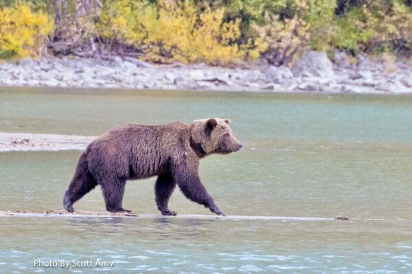 Brown bear walking along a riverbank.