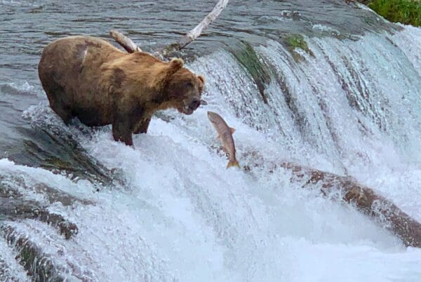 Bear catching salmon at waterfall edge.