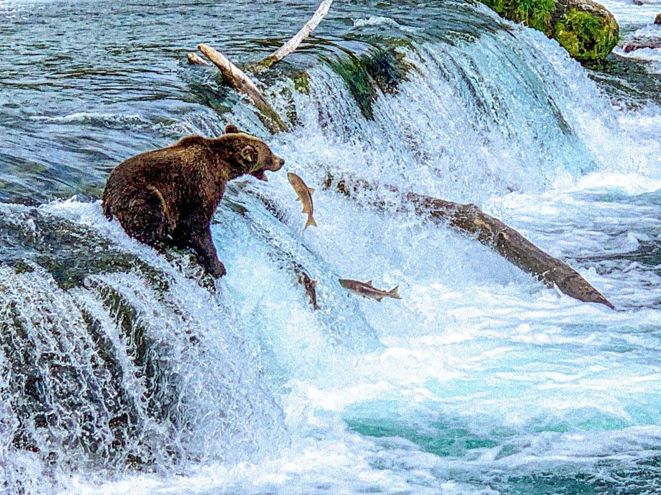 Bear catching salmon at waterfall.