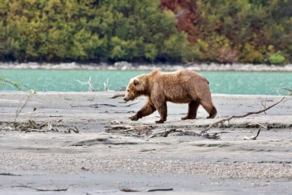 Brown bear walking by a riverbank.