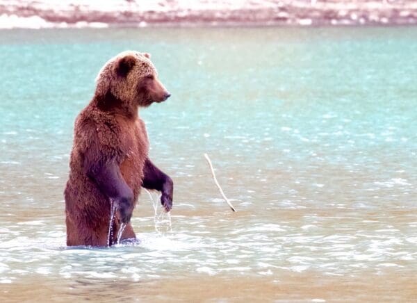 Bear standing in water, looking alert.