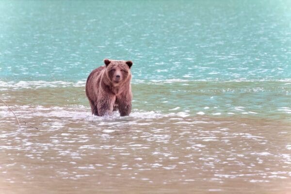 Bear walking in turquoise water.