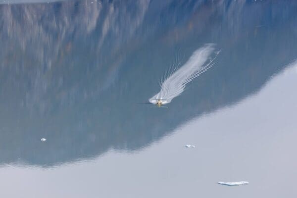 Duck swimming through calm icy waters.
