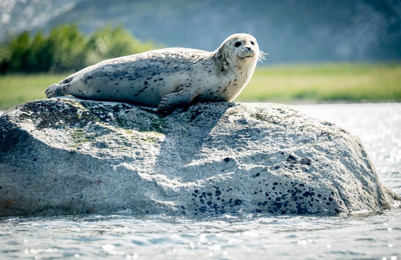 Seal resting on a sunlit rock.