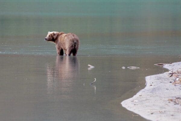 Bear standing in shallow water by shore.