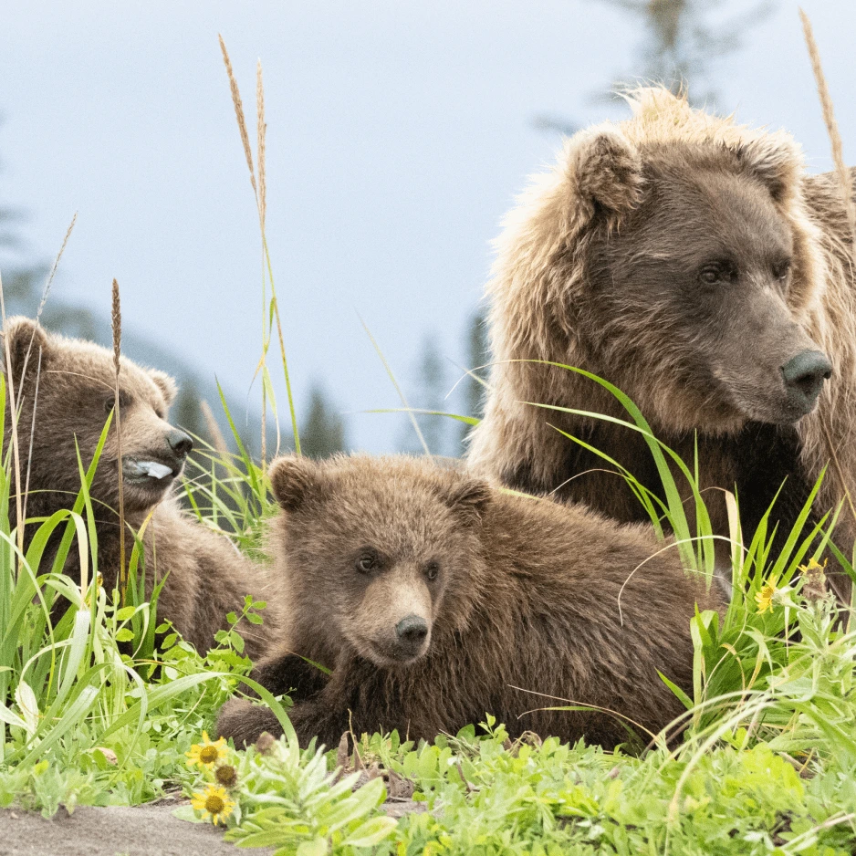Frame-1321315776 A group of bears are laying in the grass.