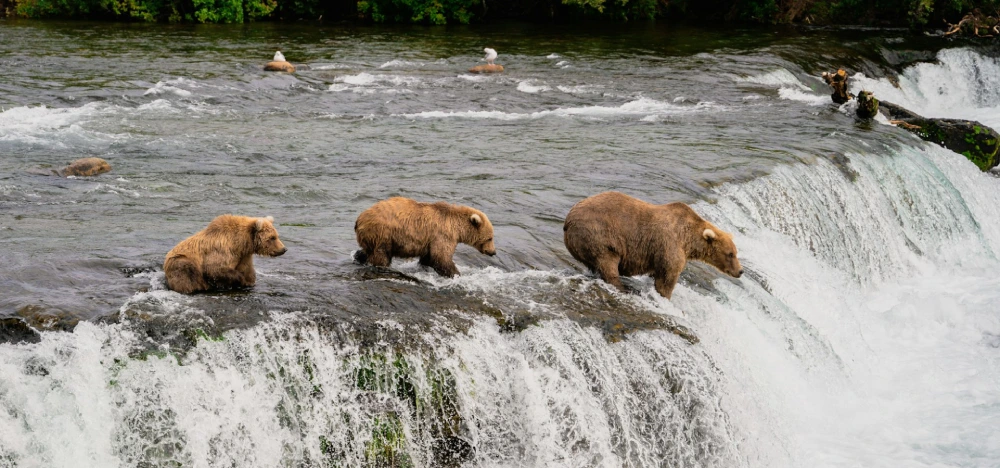 sss-1 A group of bears in the water at a waterfall.