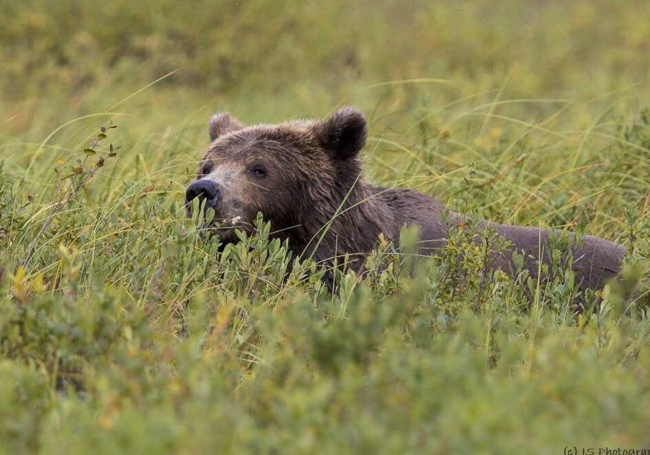 AF1QipO2UZV8BVomcnwhzQTsH6dKiwpwZoLDAuaYU-NM=w1024-h683 Bear lying in tall green grass.